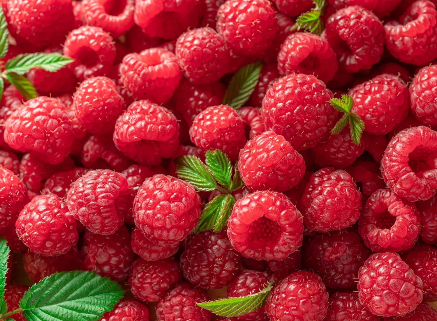 Labai svarbu tinkamai parinkti šalia aviečių augančius augalus