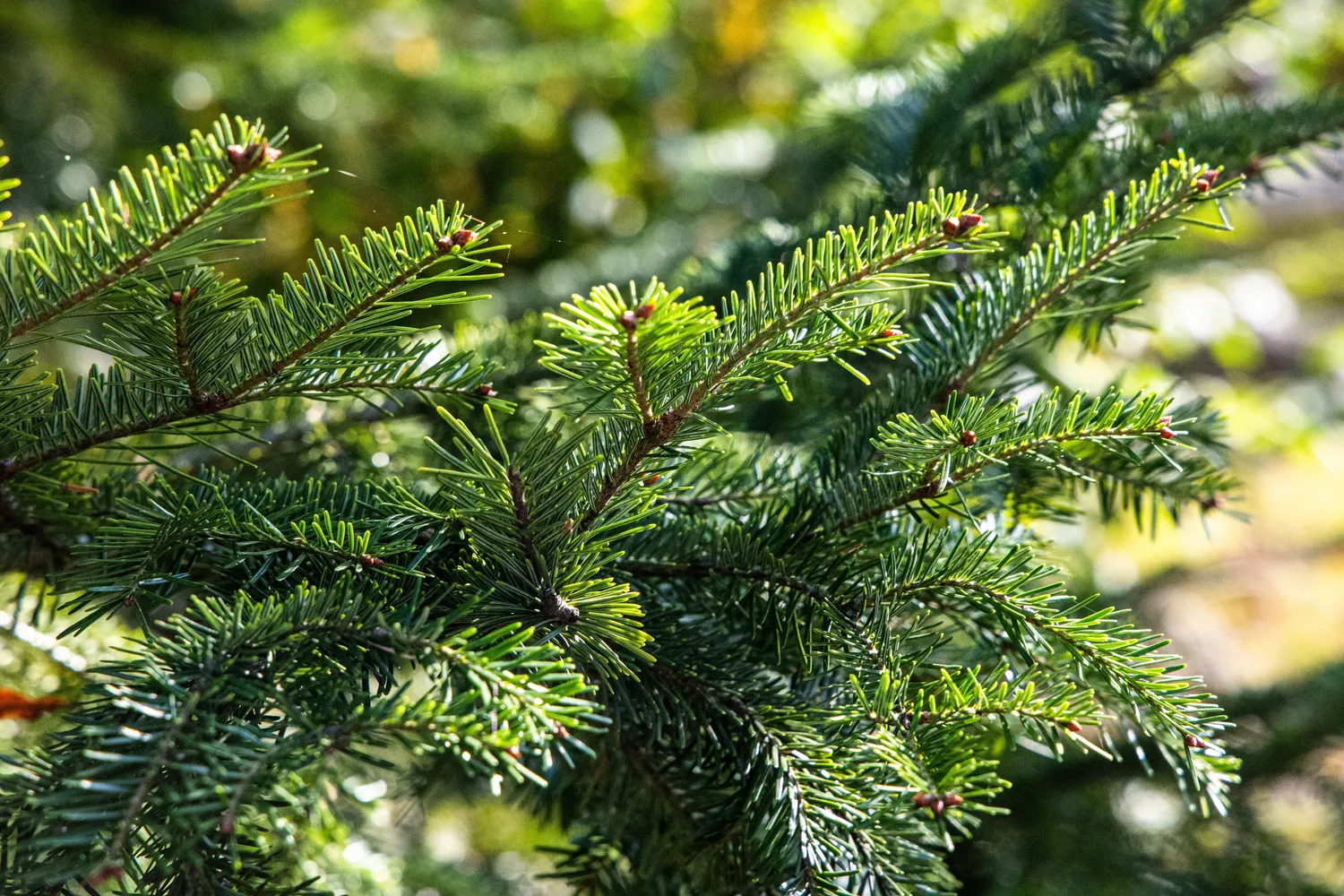 Spygliuočiai rudenį