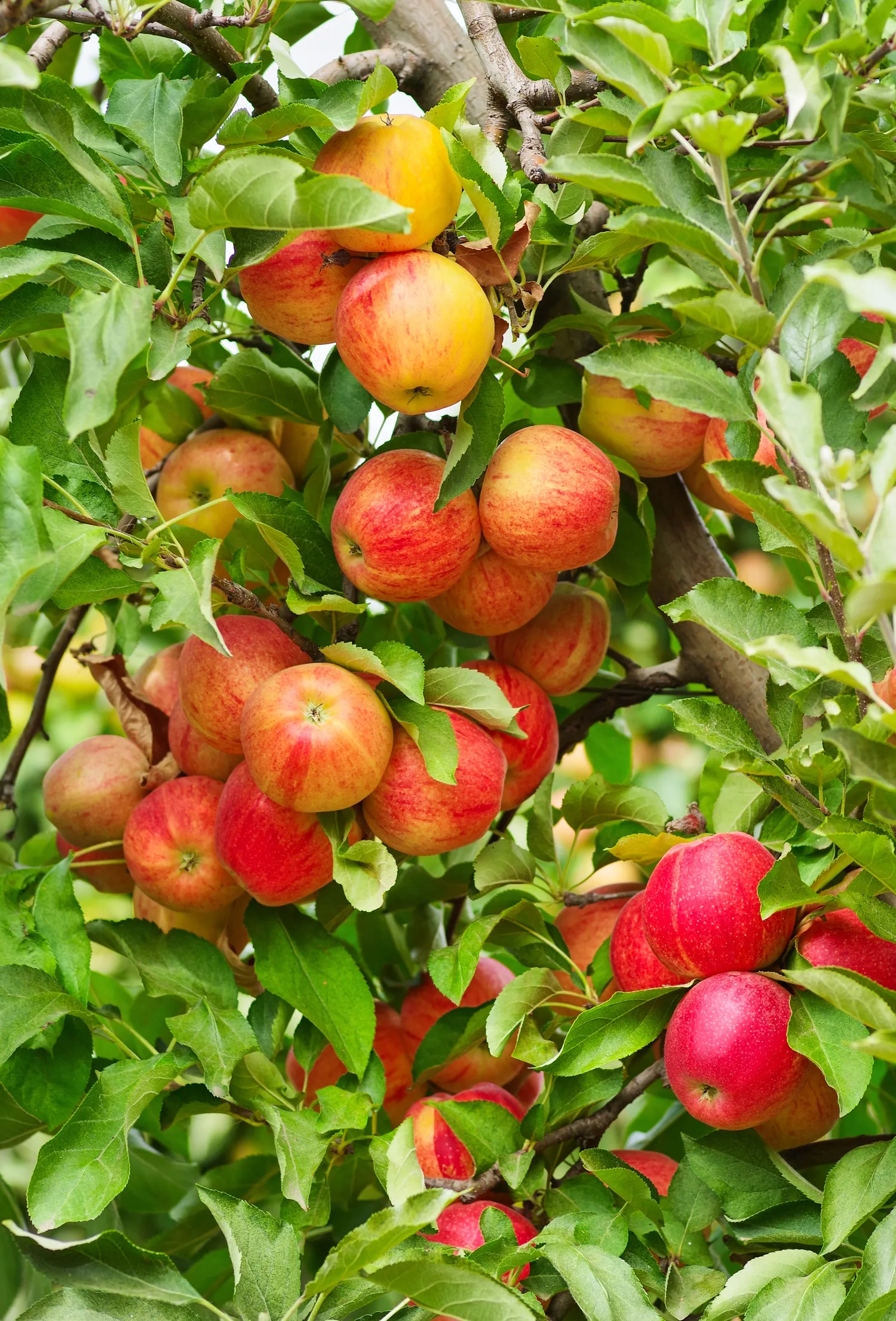 Pavasarinis obelų tręšimas yra itin svarbus