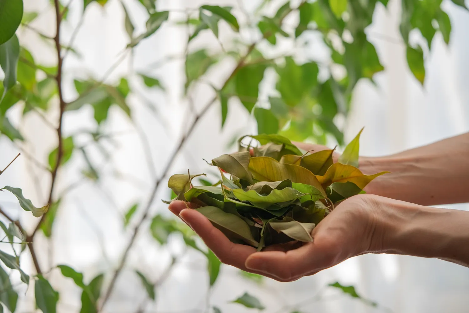 Krentantys kambarinių augalų lapai