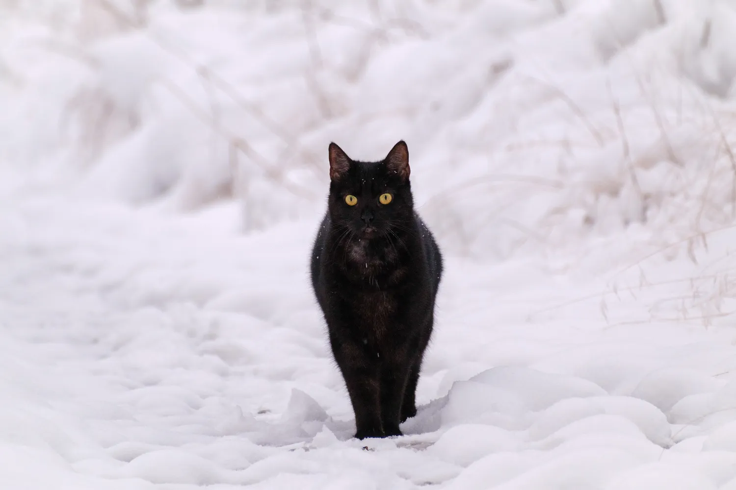 Juoda katė žiemą