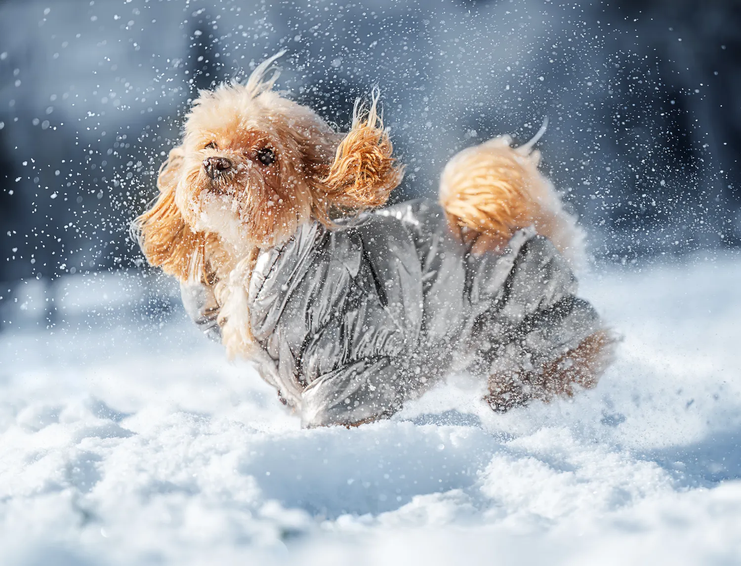 Žiema dar nesibaigė