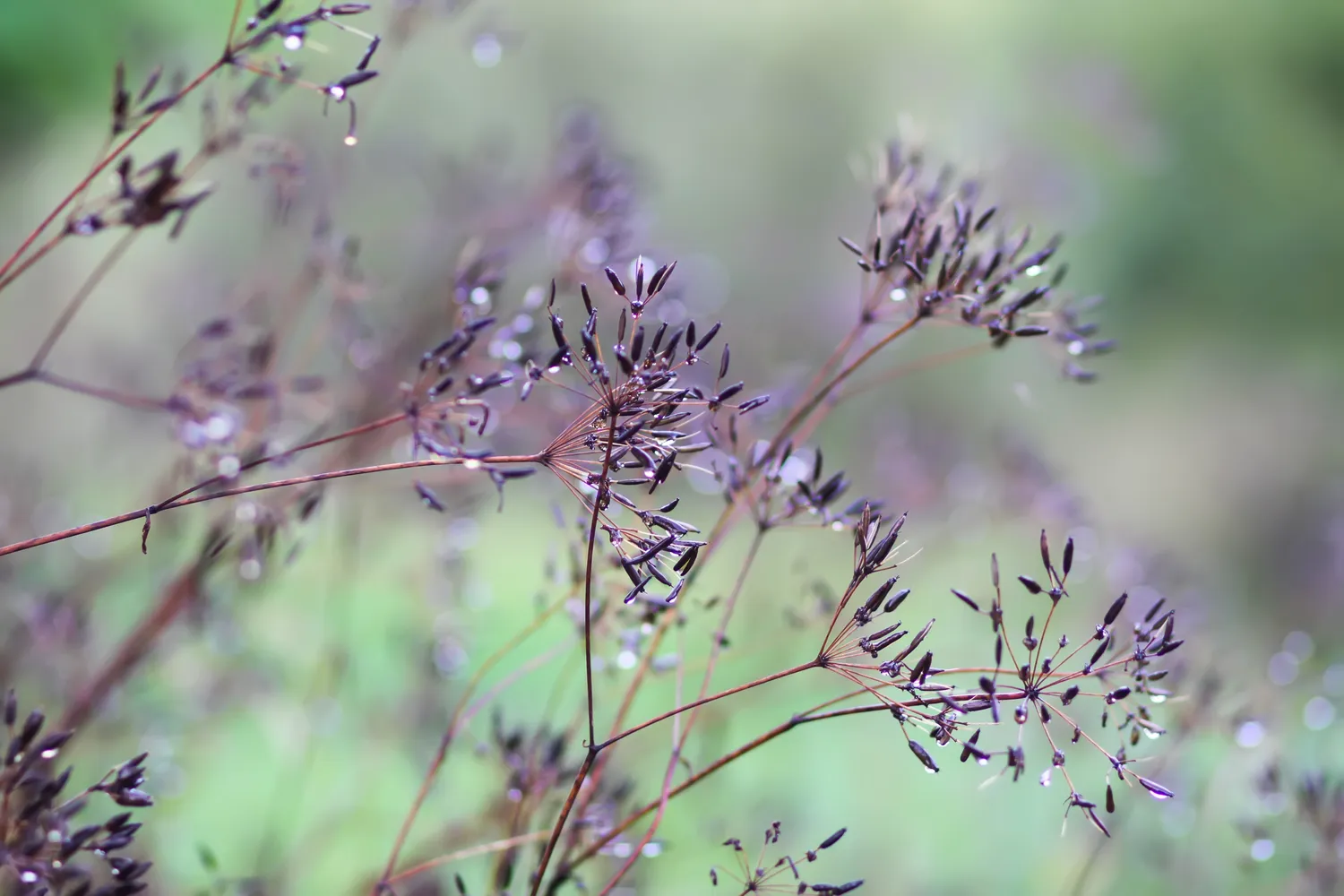 Paprastieji kmynai (Carum carvi)
