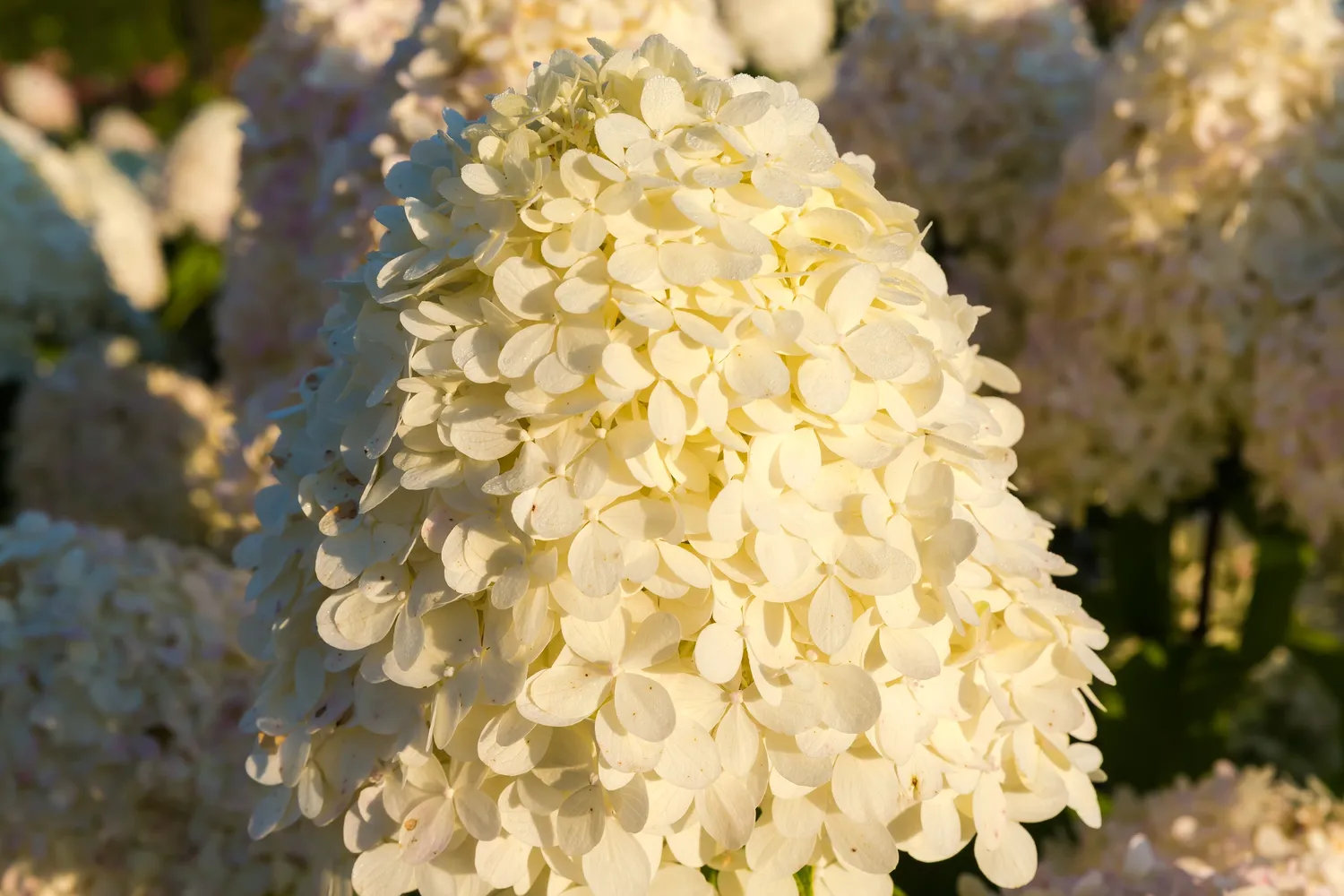 Hortenzijų genėjimas