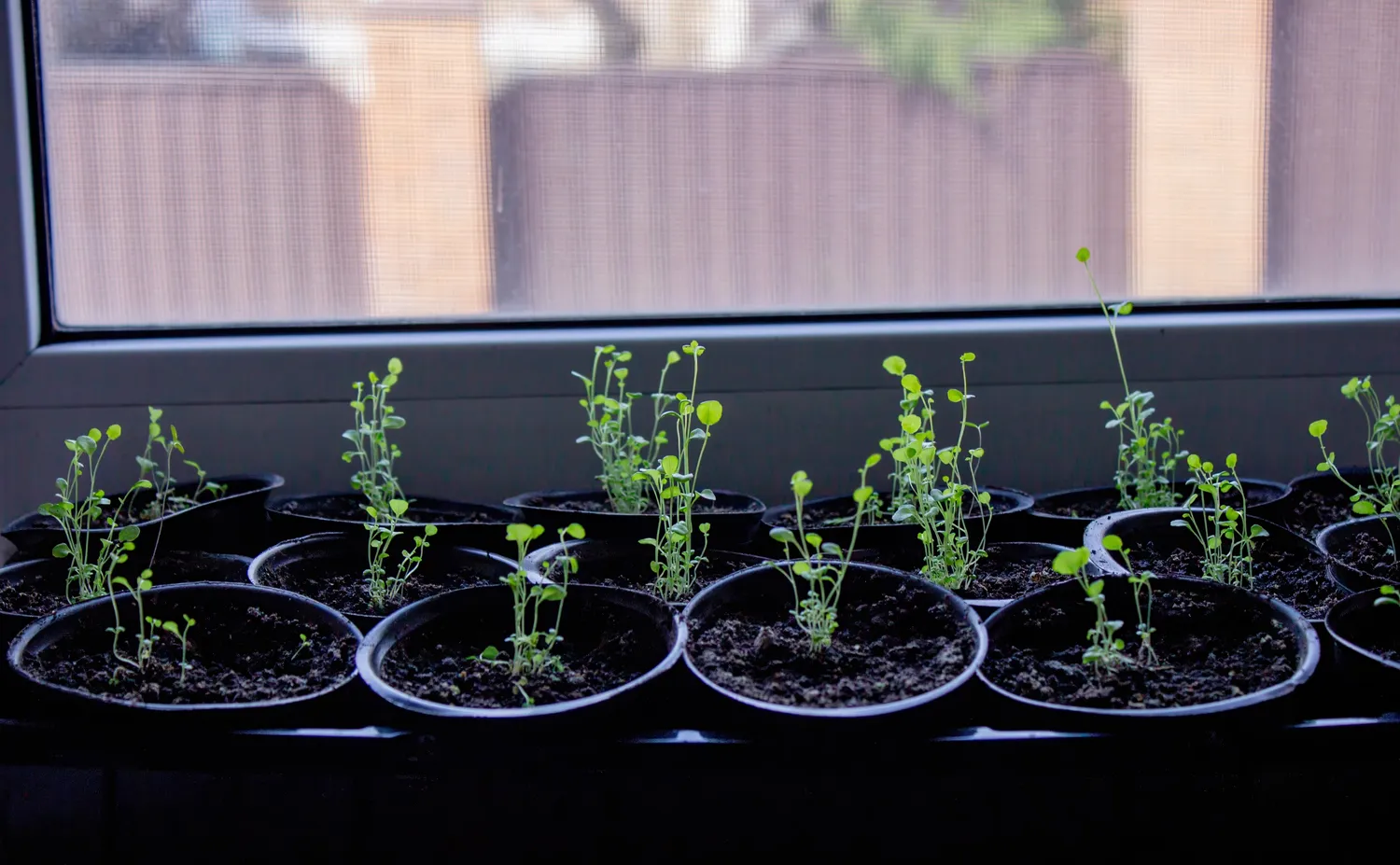 Metas rūpintis daigais