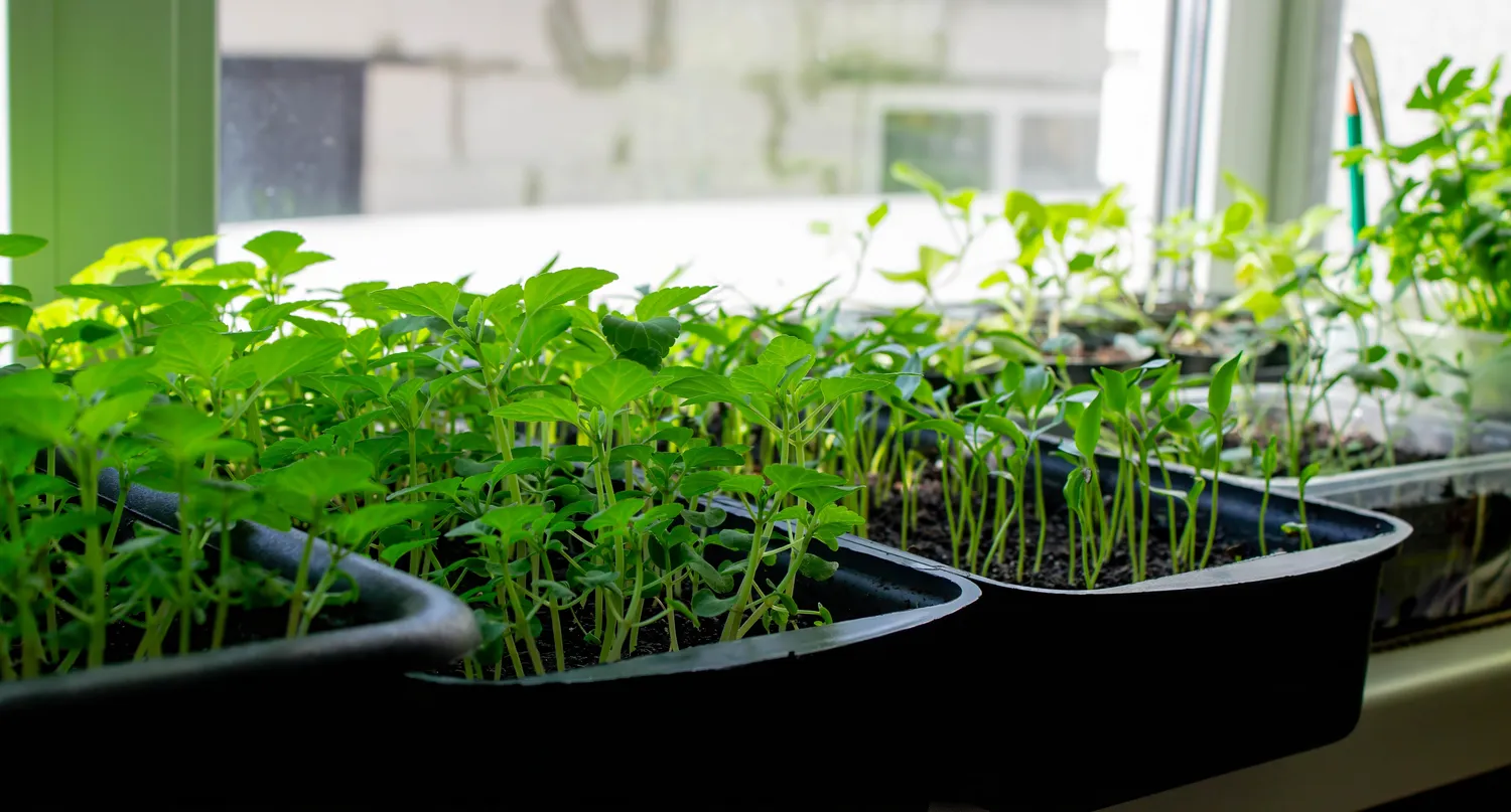 Daigai ant palangės