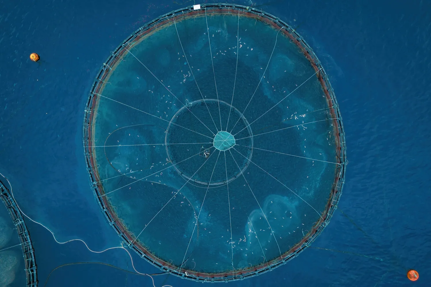 Ūkiuose auginama lašiša