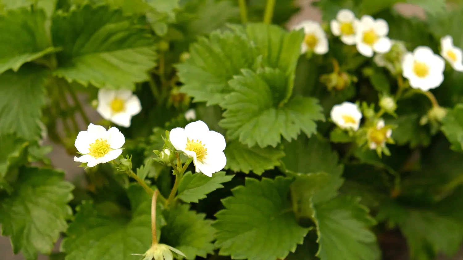 Braškių žiedai ir stiebai
