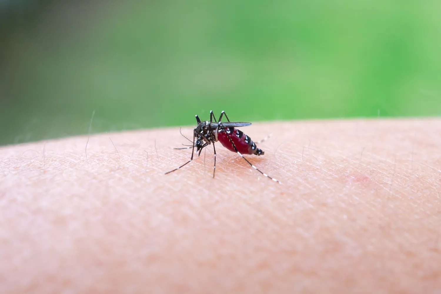 Uodų pernešamas virusas