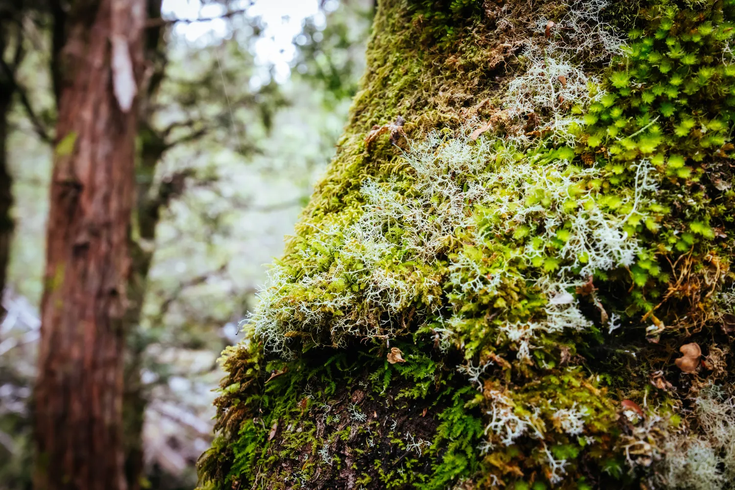 Kerpės ir samanos ant medžio kamieno
