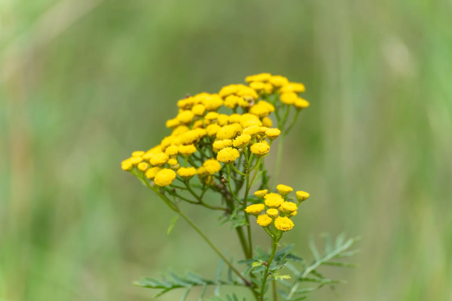 Paprastoji bitkrėslė