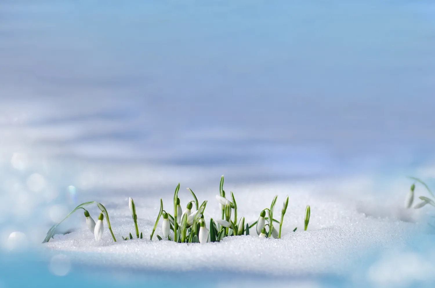 Pirmieji pavasario ženklai