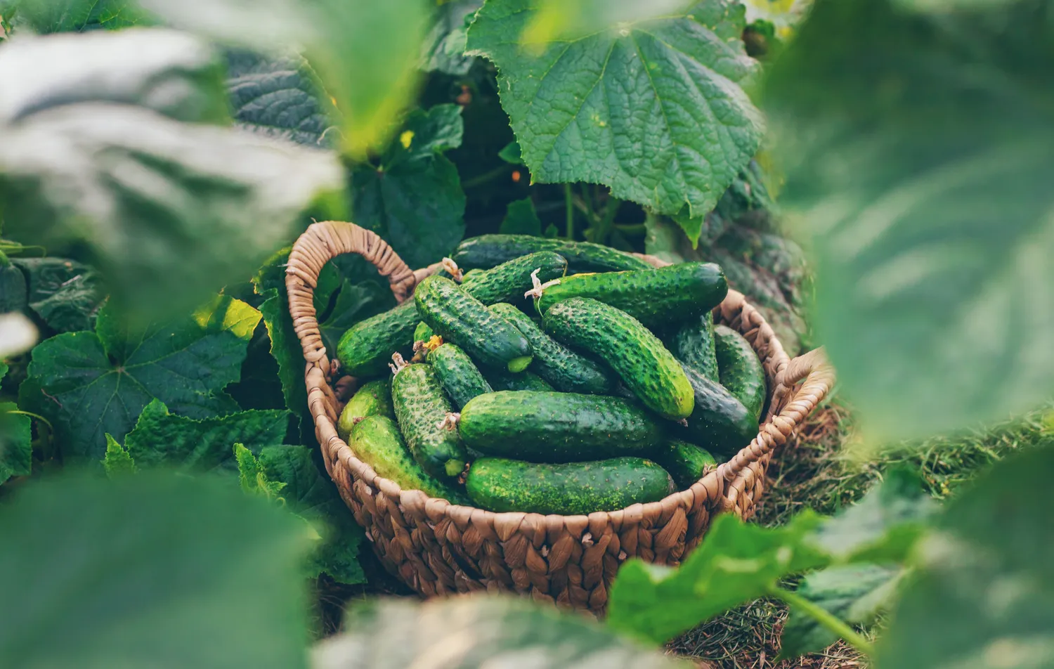 Agurkai augs kaip ant mielių