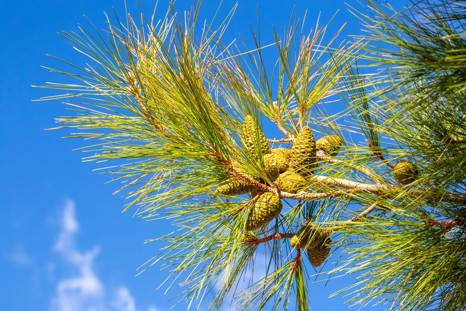 Kaip iš paprasto kankorėžio užsiauginti savo medį?