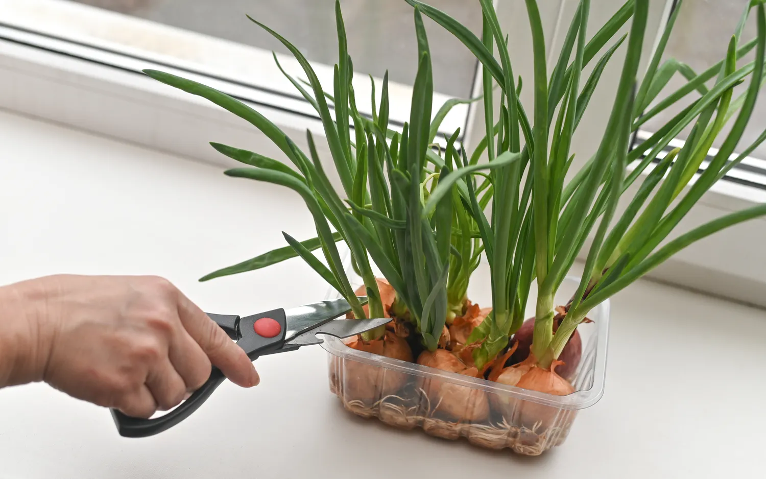 Svogūnai ant palangės