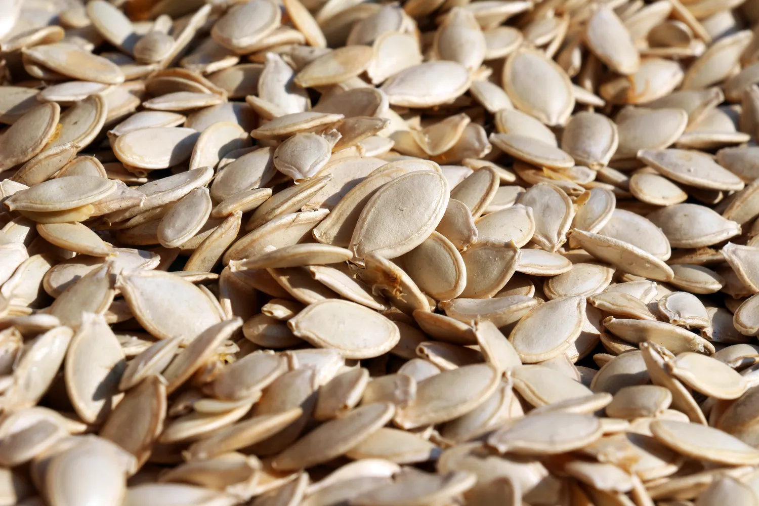 Moliūgų sėklų mirkymas vandenyje