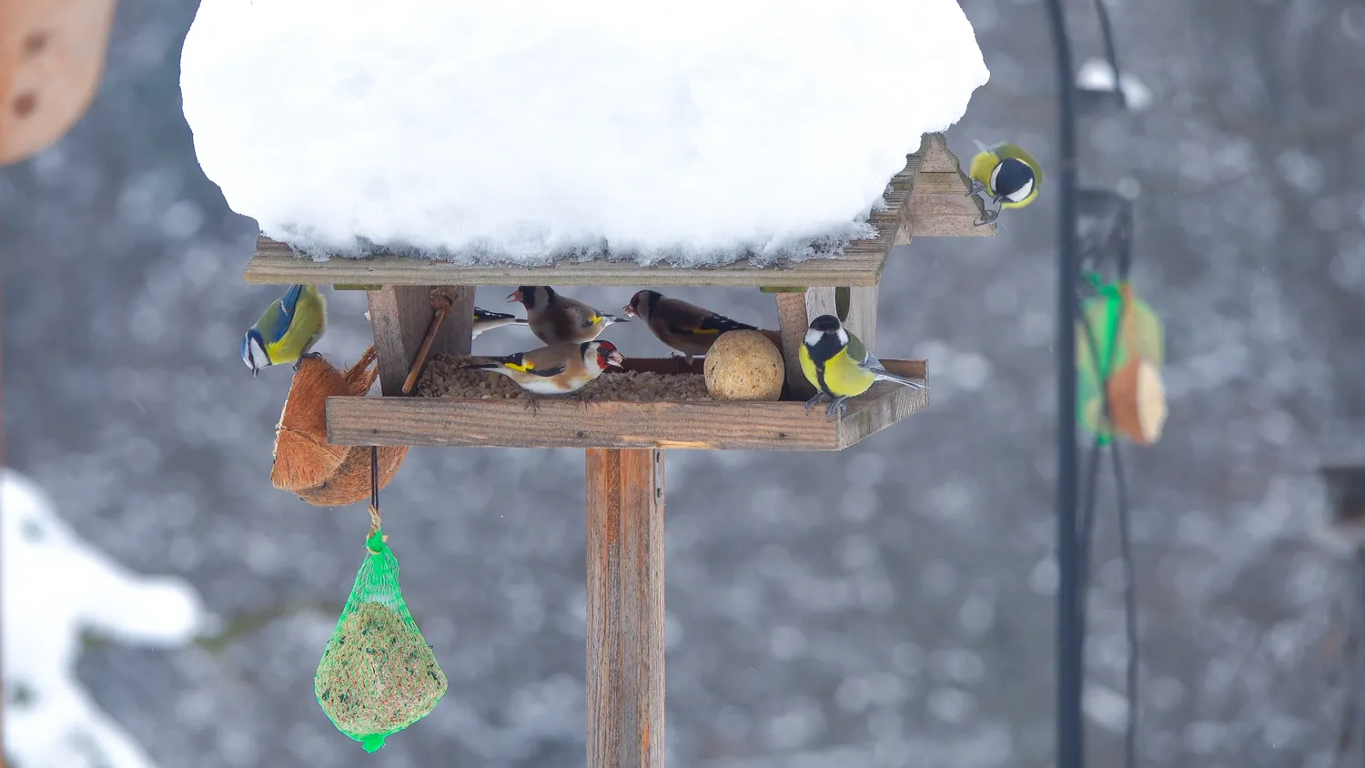 Paukščių lesinimas žiemą