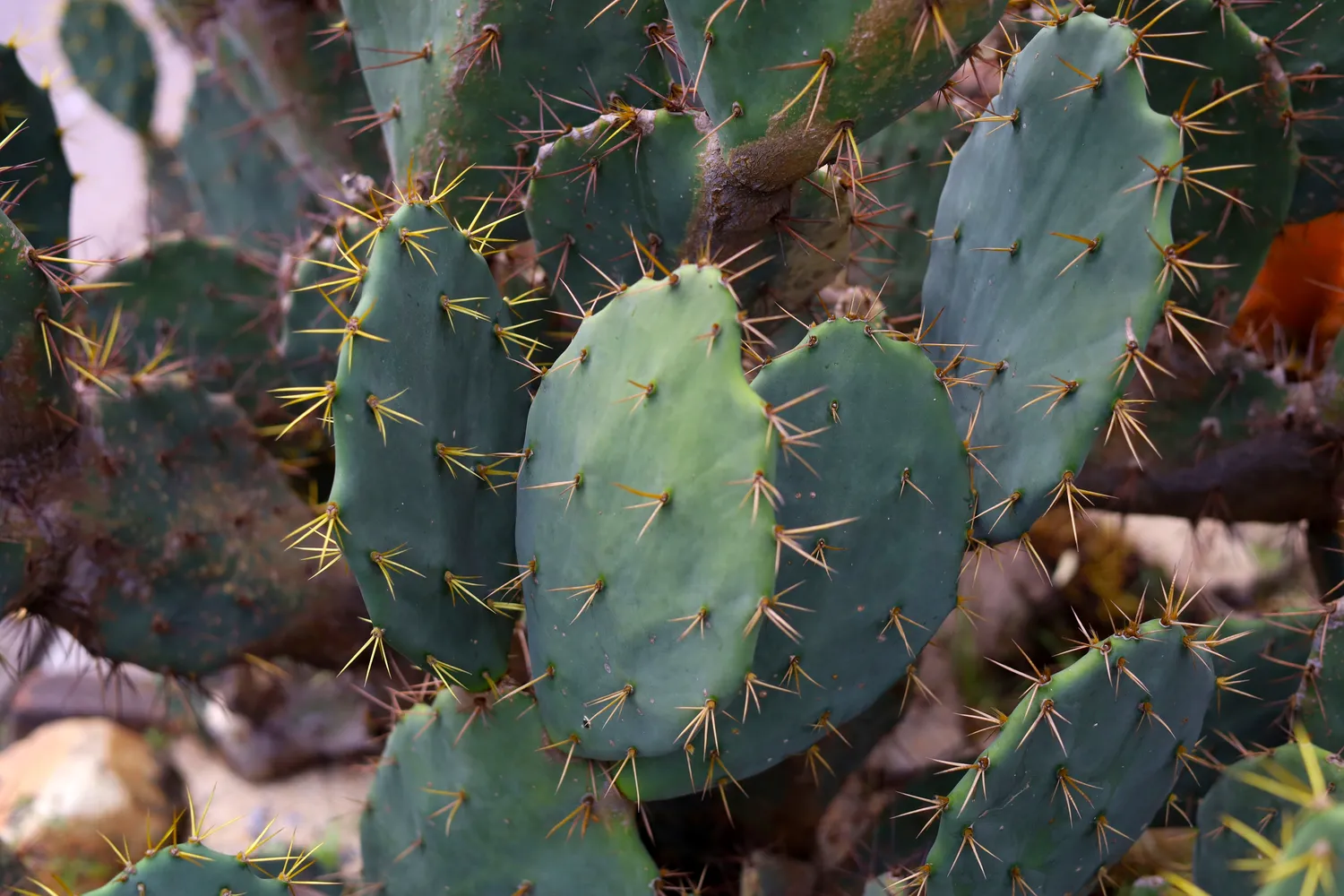 Kaktusas jūsų namuose