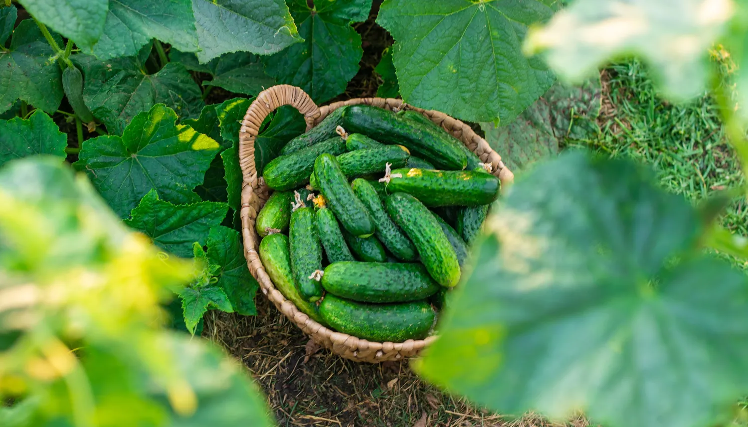 Gausus agurkų derlius