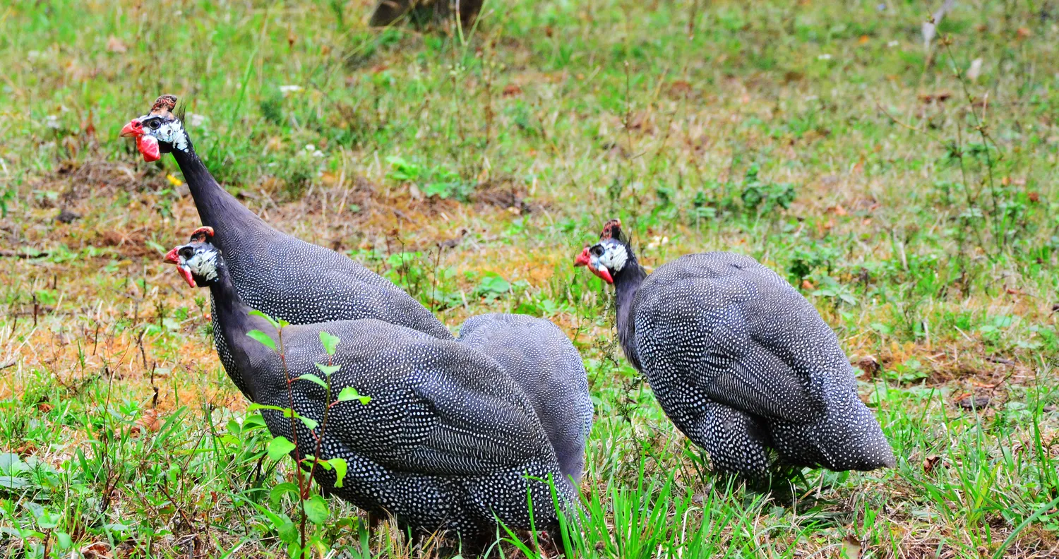 Shutterstock 723394486